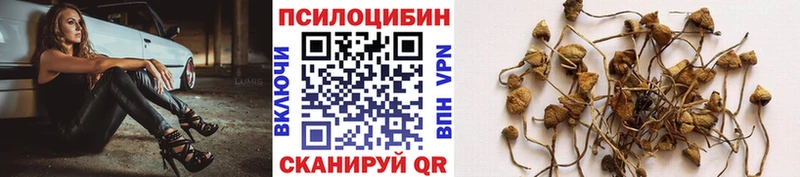 продажа наркотиков Елабуга Псилоцибиновые грибы Psilocybe